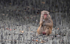 Rhesus Macaques