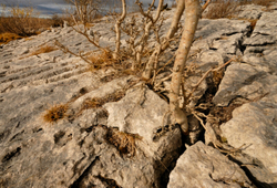 Plants 1 portfolio