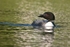 Loon 1 12 x 18 home