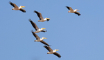 Great White Pelicans