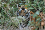 Tiger looking out from jungle, Bandhavgarh Reserve, India