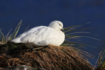Kelp Goose (male) resting, Carcass Island, Falklands