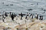 Common Guillemots