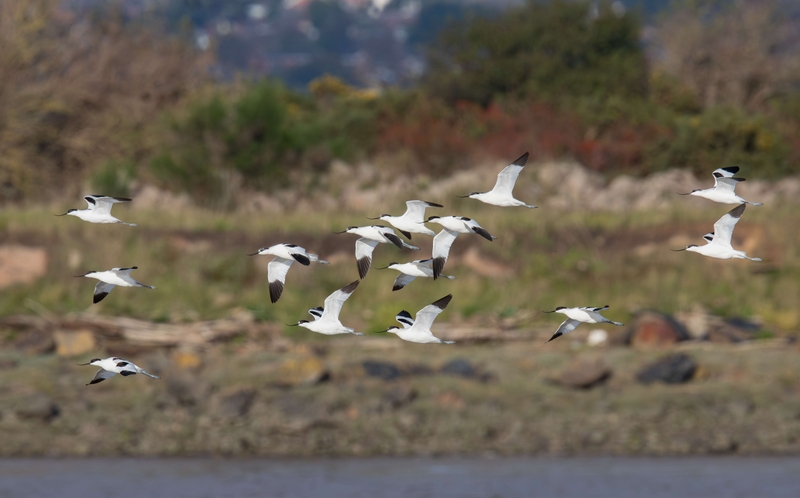 Pied Avocet - Dee Estuary - North Wales