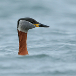 Red-necked Grebe, head shot above waves, Farmoor Reservoir