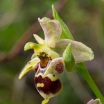 Horned Ophrys (Ophrys cornuta syn O. scolopax ssp cornuta) also  known as O.oestrifrea ssp montis-leonis 