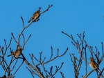 Redwings