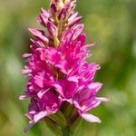 Hybrid vanilla orchid  G. x heufleri. This is a hybrid between Gymnadenia odoratissima  and G. rhellicani.