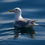 Glaucous-winged Gull