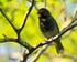 Yellow-faced Grassquit (male) perched on a branch in a tree at El Sol