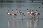 Greater Flamingos