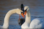 Mute Swan