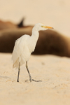 Cattle Egret portfolio