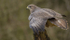COMMON BUZZARD