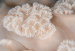 Metridium dianthus