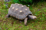 Tortoise_6770
