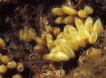 Nucella lapillus egg capsules