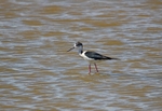 Black-winged Stilt