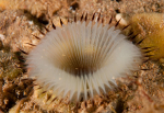 Myxicola infundibulum