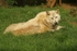 Wolf - Takala resting (Colchester Zoo)