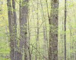 WILSON TRACT - NORFOLK COUNTY