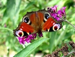 Peacock Butterfly