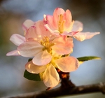Crab Apple Blossom In My Garden