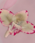 Gladiola