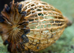 Seedhead