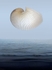 Argonaut