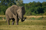 Bull Elephant in Musth