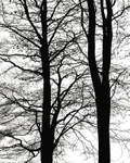 Beech
