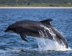 Chanory point, Bottle nose dolphins