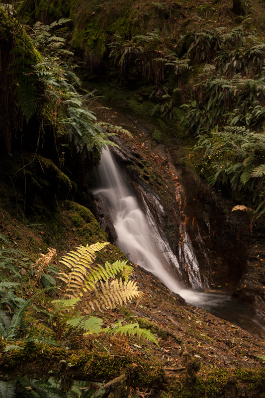 Fern Gully