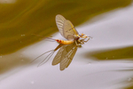 mayfly-5285