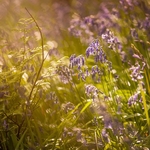 Bluebells in Sunlight