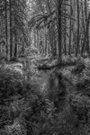 Quinault Rain Forest