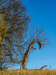 Wimpole Nov22-20