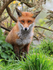 Red Fox at the British Wildlife Centre