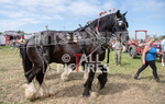 Guernsey Agricultural Show 2021-172