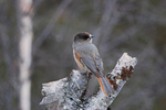 Siberian Jay