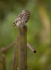 LITTLE OWL REF LO 4