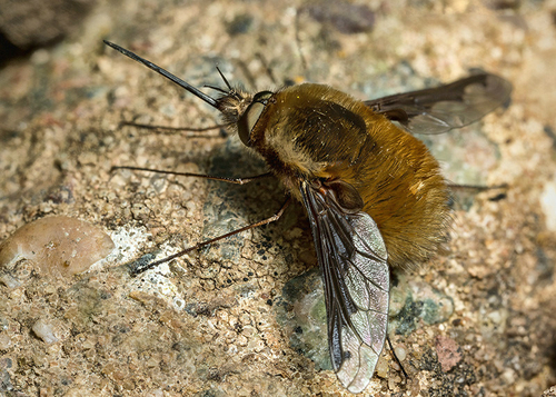Large Bee-fly ([i]Bombylius major[/i]), Warwickshire, March 2014. This specimen resting amid an [i]Andrena flavipes[/…