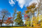 Autumn Treeline - Barnett Demesne