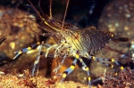 Palaemon serratus