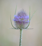 23rd July Teasel Flower