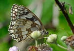 Marbled White