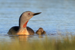 Red-throated Diver with chick, Floi, Iceland