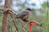 Siberian Jay