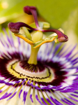 Passion flower